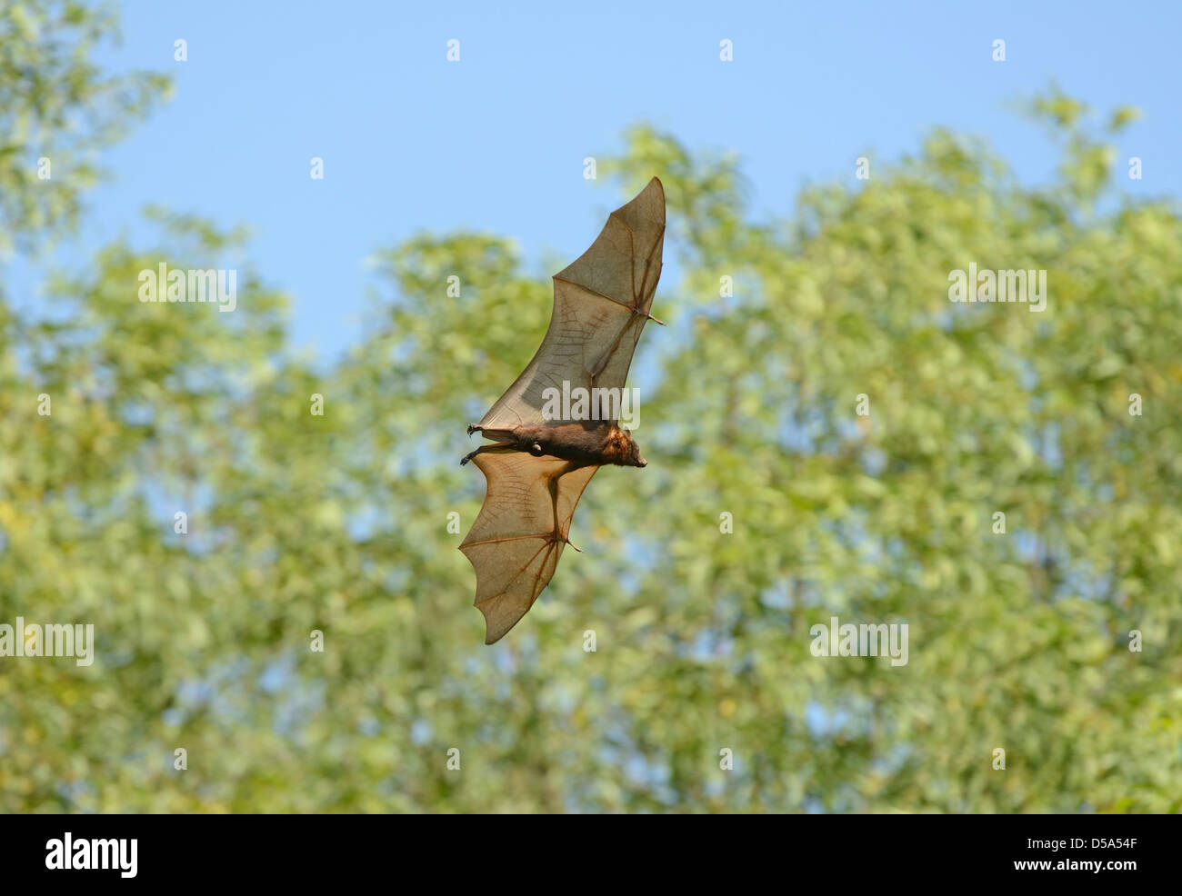 Little Red Flying Fox Bat (Pteropus scapulatus) in flight during the day, Queensland, Australia, November Stock Photo