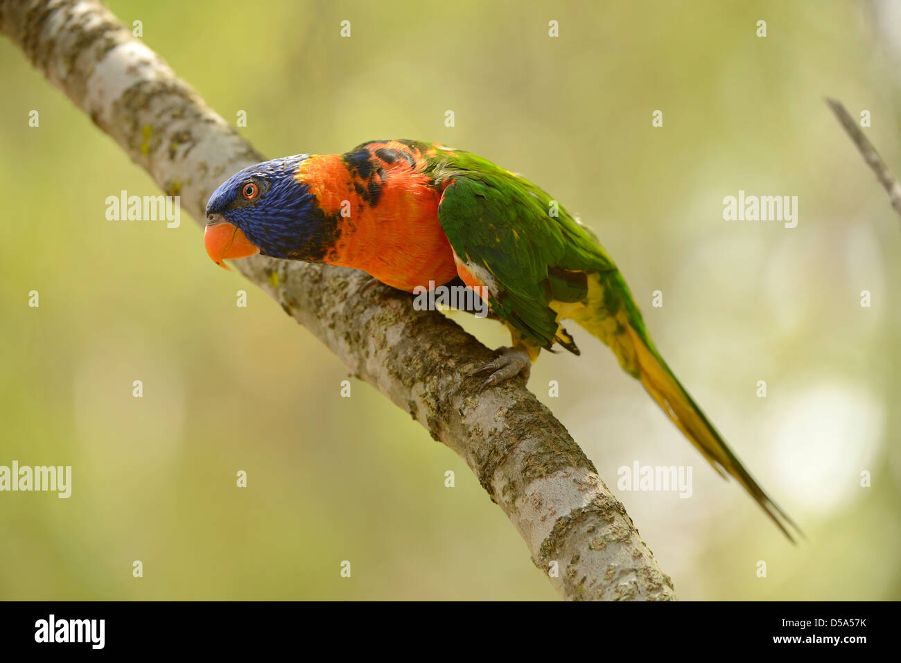 Red-collared Lorikeet (Trichoglossus rubritorquis) perched on tree branch, Queensland, Australia, November Stock Photo