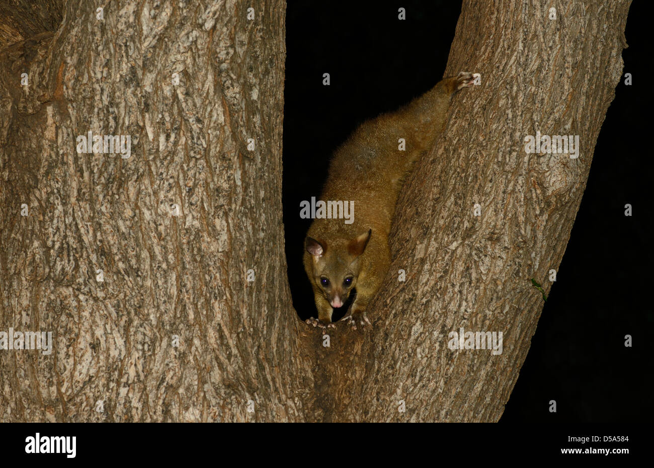 Brushtailed Possum (Trichosurus vulpecula) adult climbing down tree at