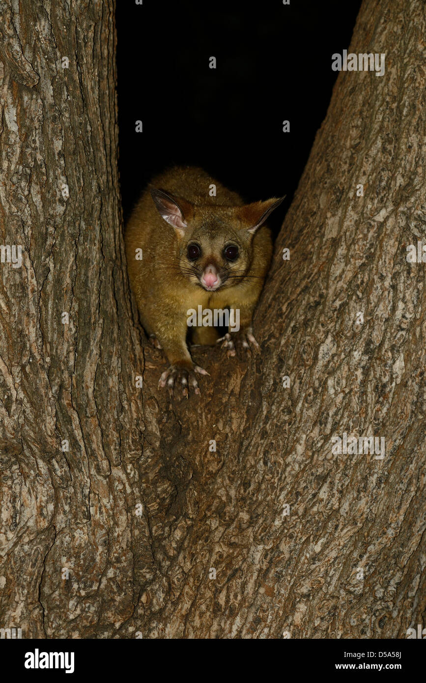 Brushtailed Possum (Trichosurus vulpecula) adult climbing down tree at