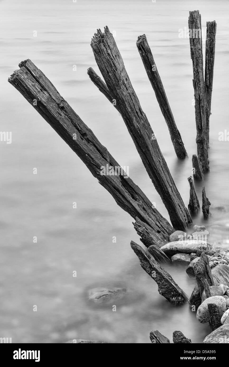 Old groyne posts on the Menai Straits Stock Photo