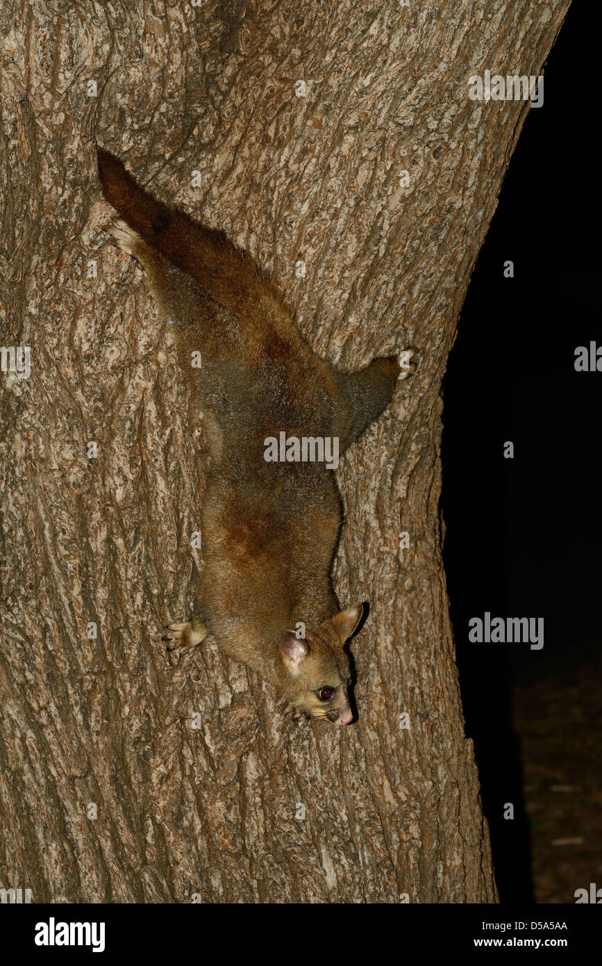 Brushtailed Possum (Trichosurus vulpecula) adult climbing down tree at