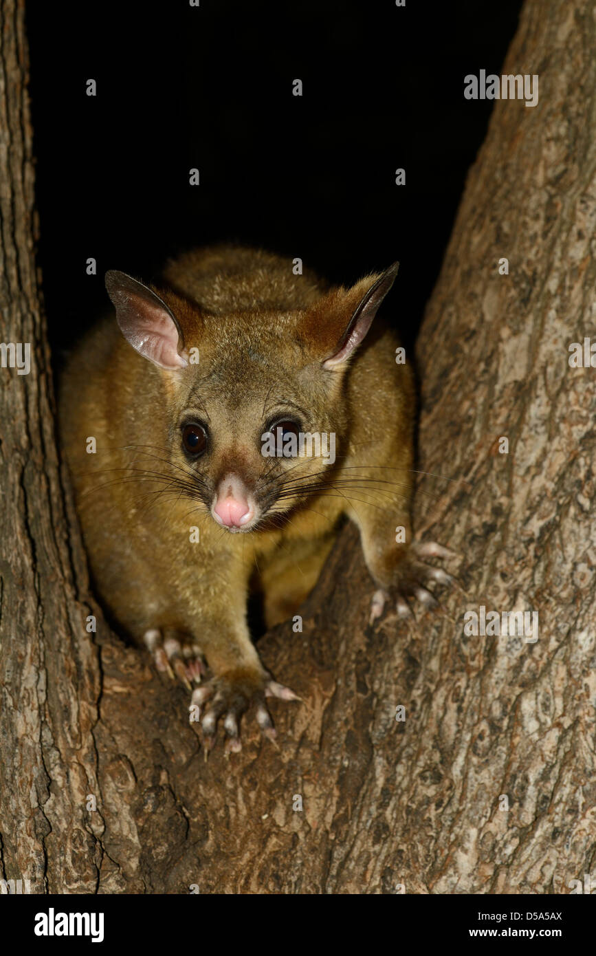 Brushtailed Possum (Trichosurus vulpecula) adult climbing down tree at