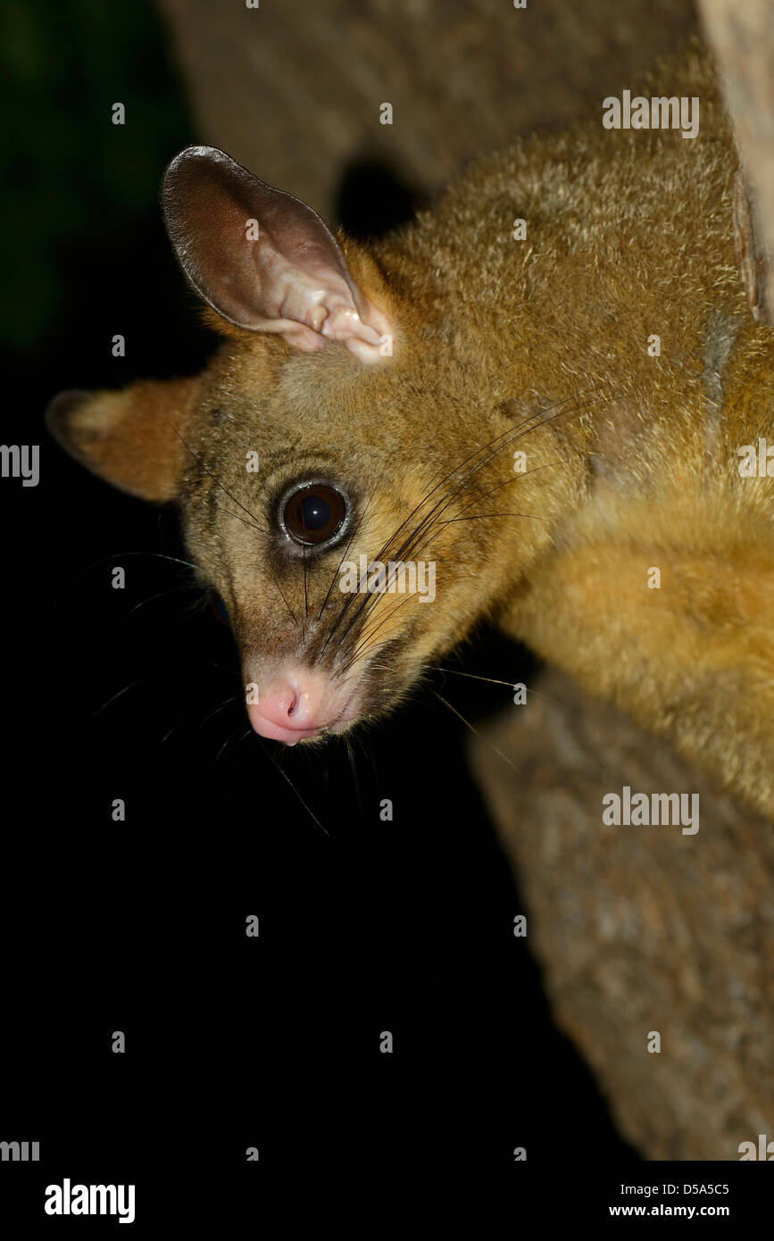 Brush-tailed Possum (Trichosurus vulpecula) close-up of head and face, Melbourne, November Stock Photo