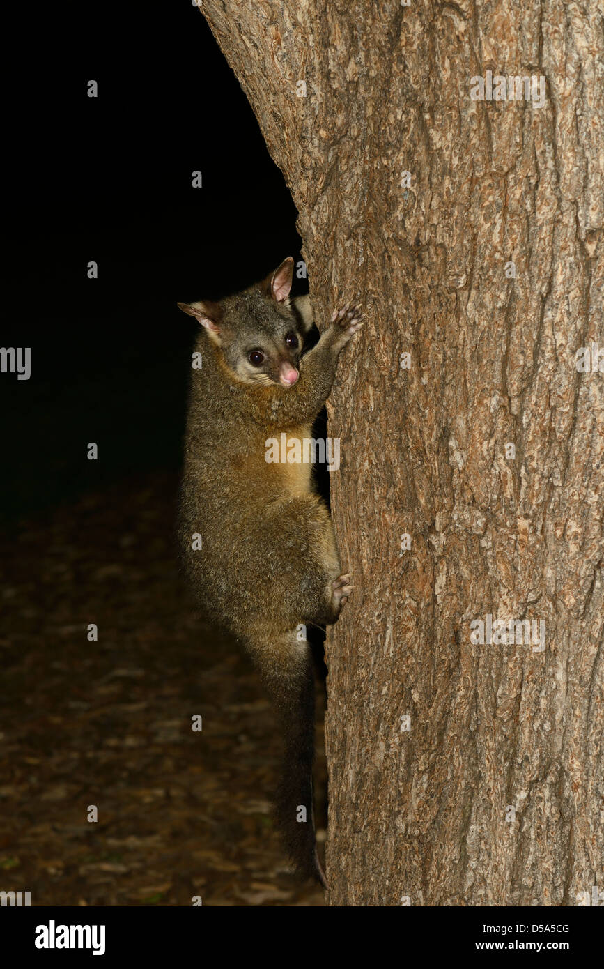 Brush-tailed Possum (Trichosurus vulpecula) adult climbing up tree at night, Melbourne, Australia, November Stock Photo