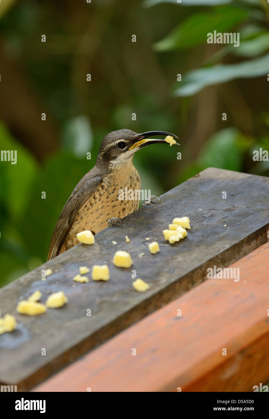 Magnificent Riflebird (Ptiloris magnificus) female feeding on lumps of cheese at garden birdtable, Queensland, Australia, Novemb Stock Photo