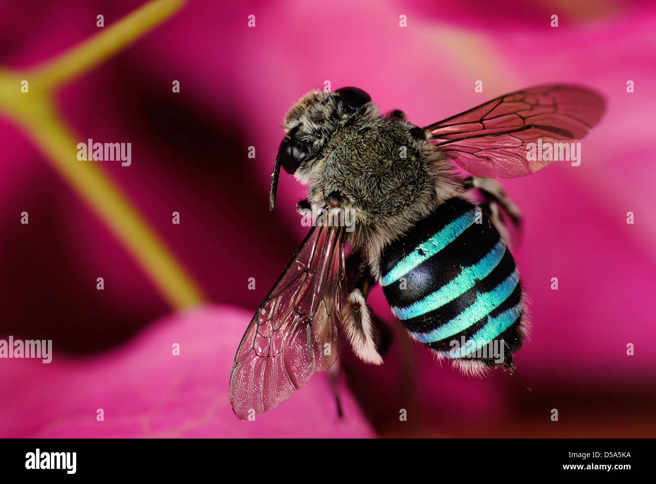 macro of a beautiful bee on a pink background Stock Photo