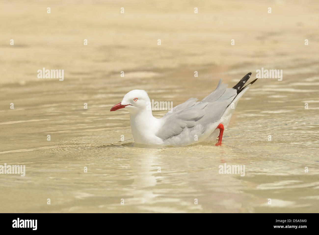 Silver Gull (Larus novaehollandiae) adult standing in sea water, about to bathe, Queensland, Australia, November Stock Photo