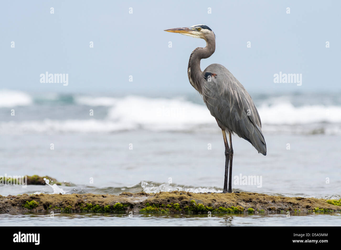 Great Blue Heron (Ardea herodias), Puerto Viejo de Talamanca, Limon Province, Costa Rica Stock Photo