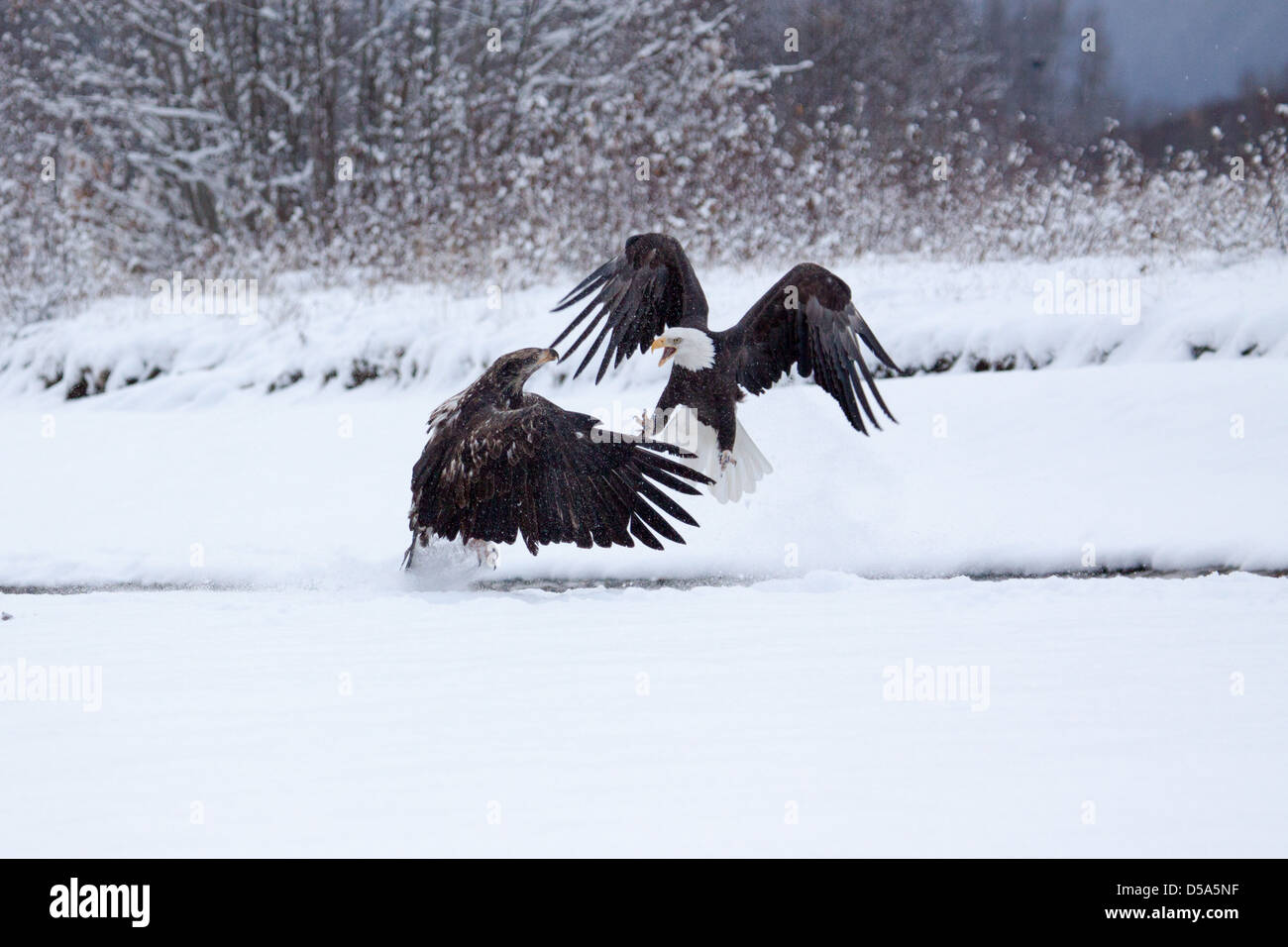 Two bald eagles fighting over salmon. Stock Photo