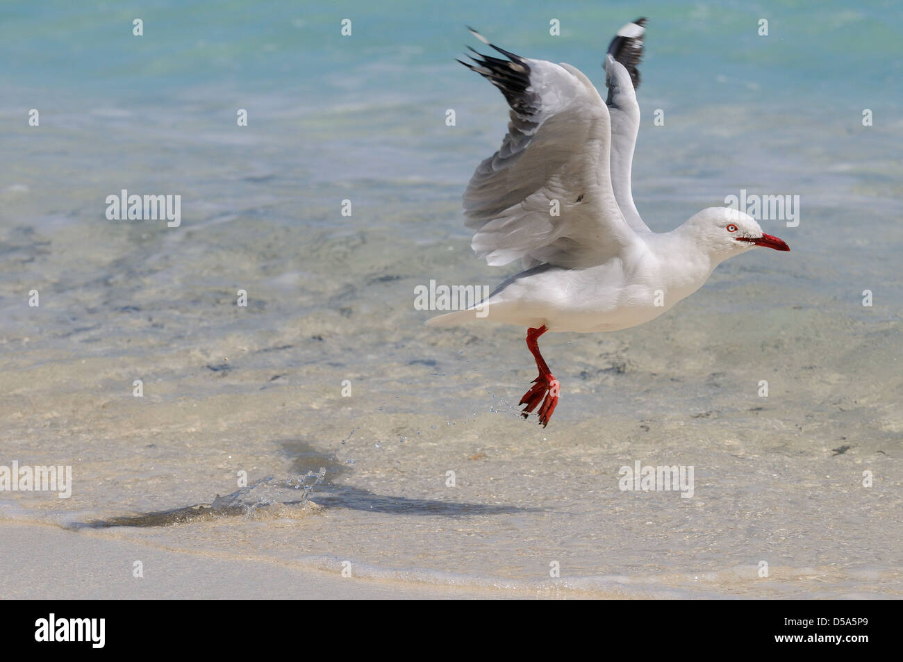 Silver Gull (Larus novaehollandiae) adult taking flight the shore, Queensland, Australia, November Stock Photo