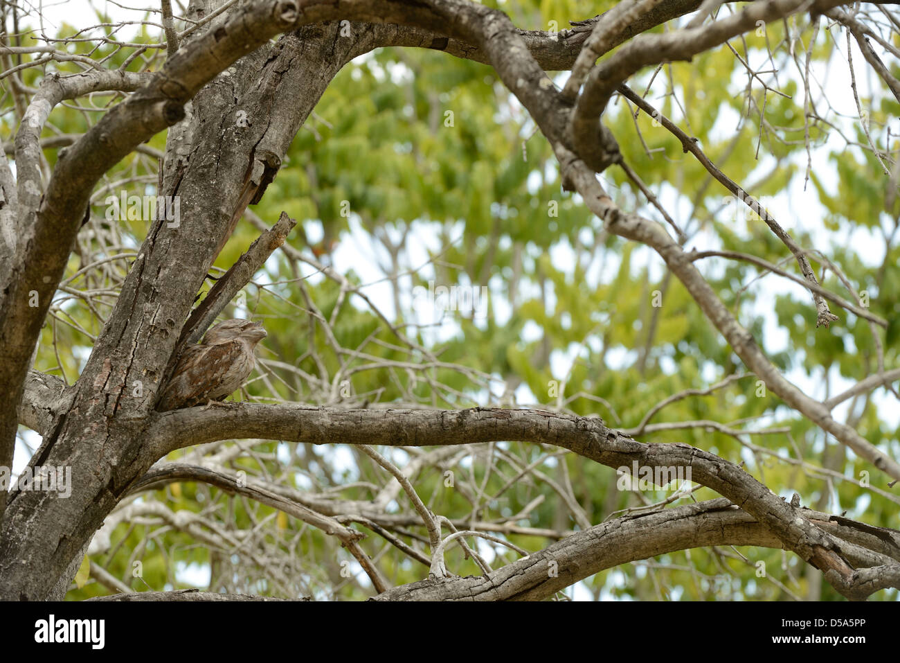 Tawny Frogmouth (Podargus strigoides) adult female resting in fork of tree, Queensland, Australia, November Stock Photo