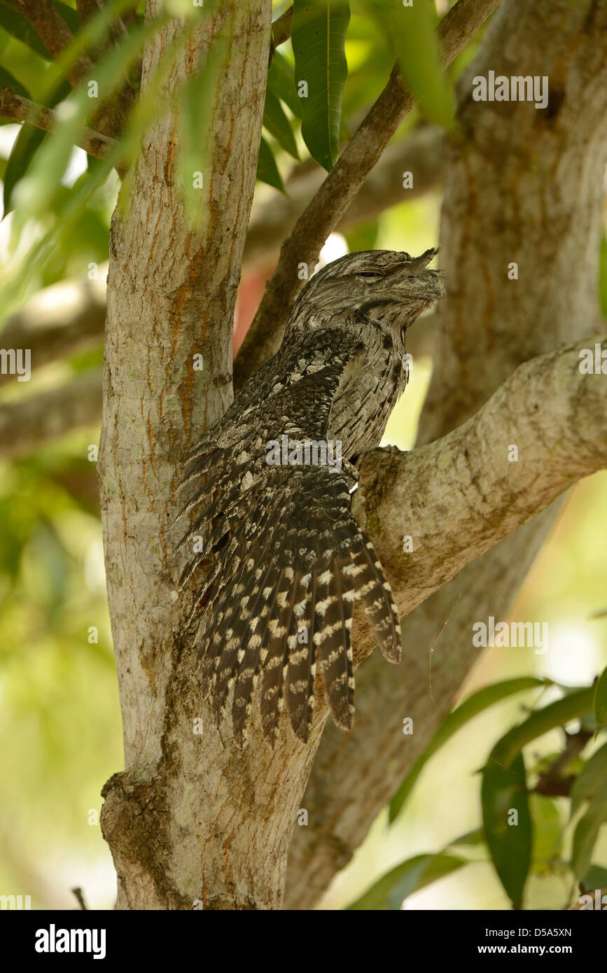 Tawny Frogmouth (Podargus strigoides) adult male in fork of tree, stretching wing, Queensland, Australia, November Stock Photo