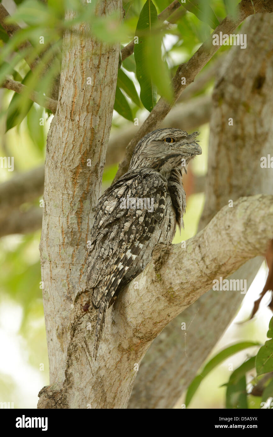 Tawny Frogmouth (Podargus strigoides) adult male sitting in fork of tree, Queensland, Australia, November Stock Photo