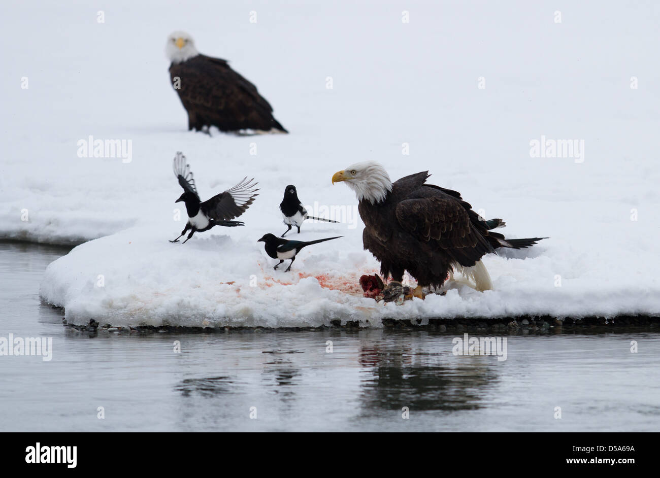 Bald eagle feeding on salmon whilst magpies wait their turn Stock Photo