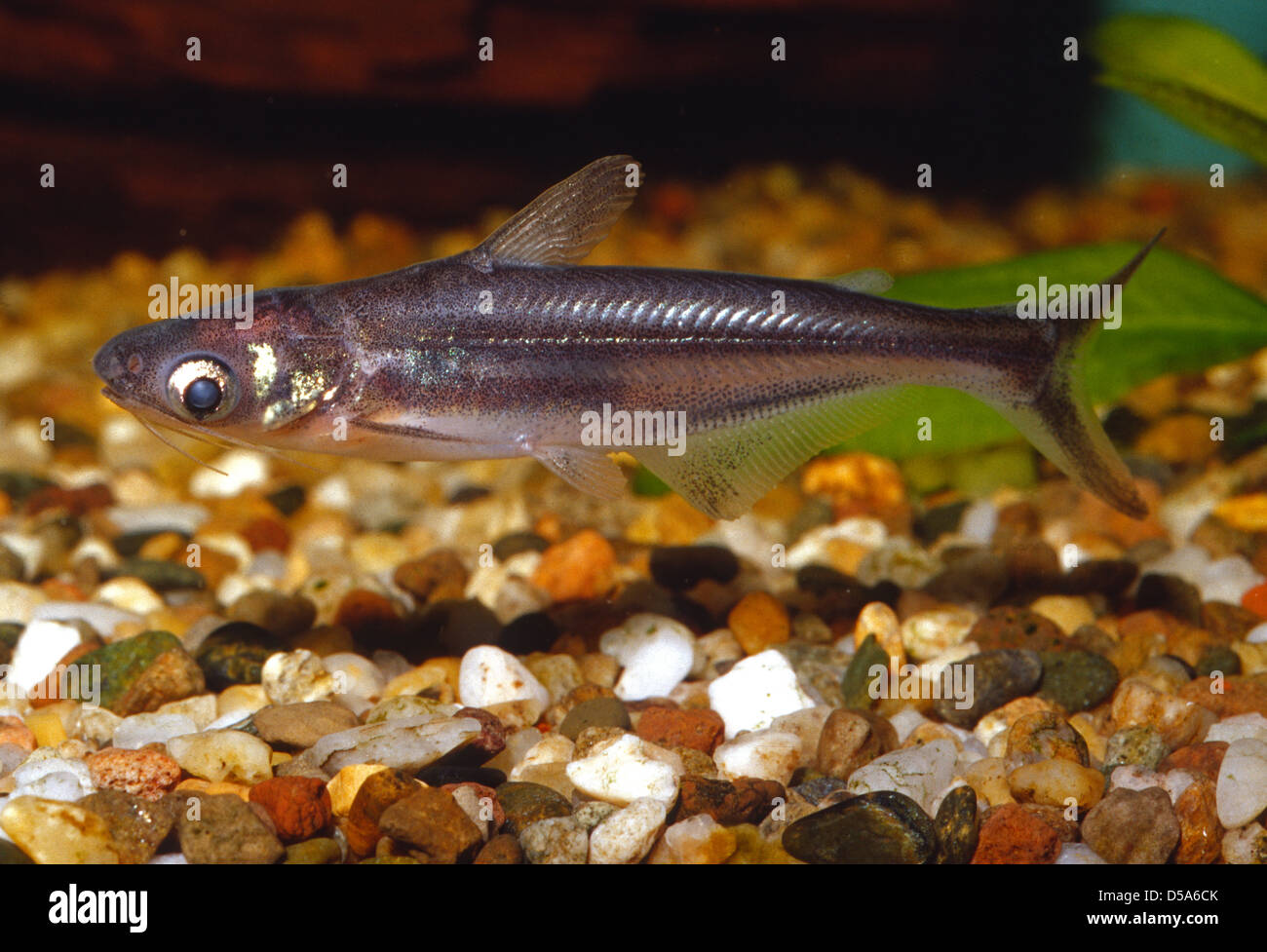 Silver catfish Schilbe intermedius, Schilbeidae, Africa Stock Photo