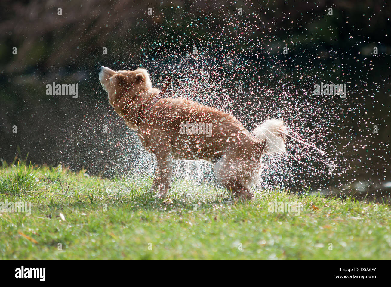 Why Does My Dog Shiver After A Bath