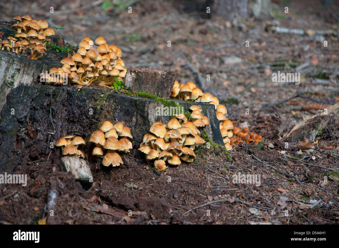 A group of mushrooms growing on a dead tree trunk Stock Photo - Alamy