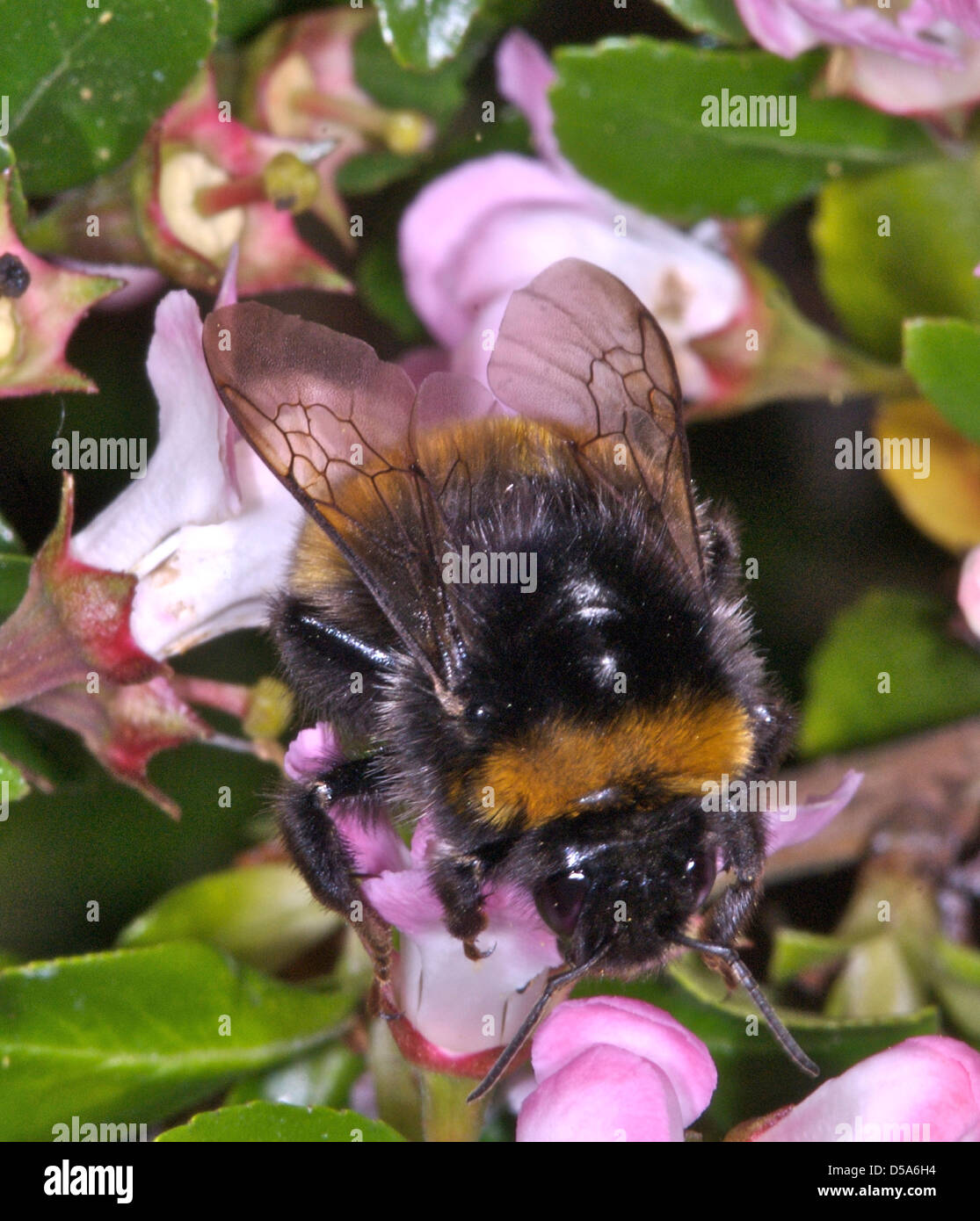 This is the Garden Bumble Bee (Bombus hortorum) collecting nectar in the early morning sunshine. Stock Photo