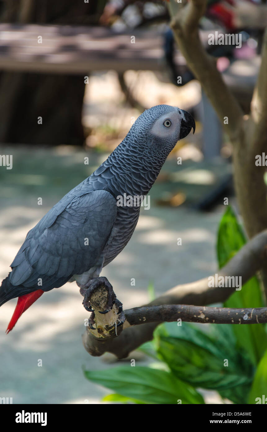 Close up shoot of a parrot Stock Photo - Alamy
