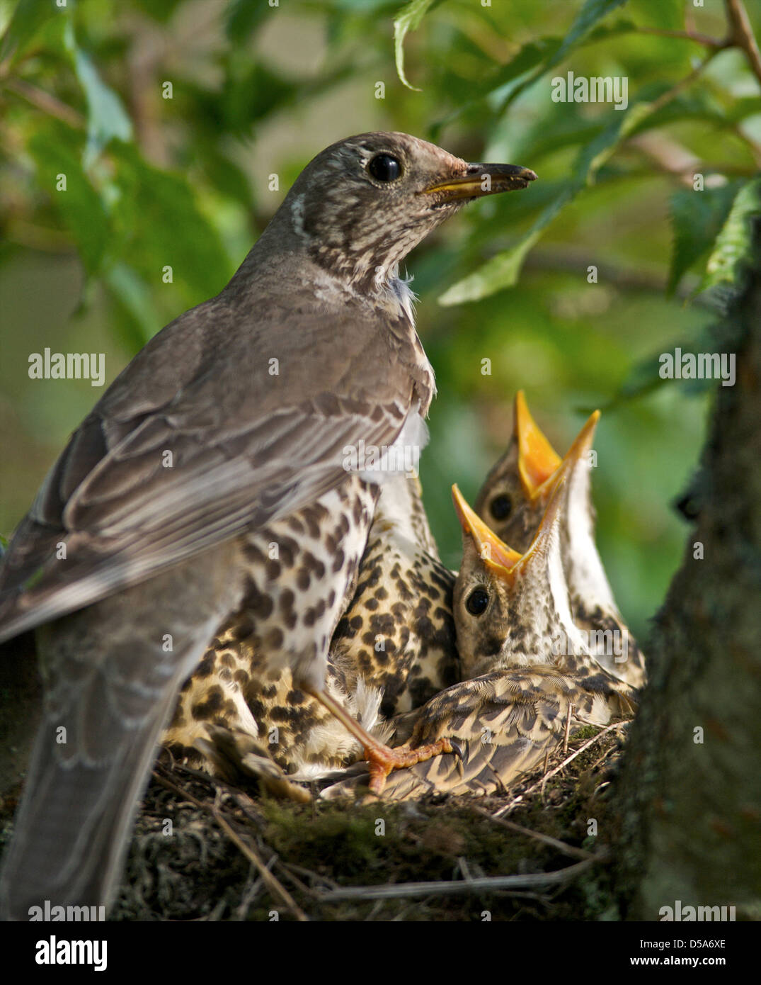 A Thrush (Turdus ericetorum) feeding four fledgling baby chicks in her ...