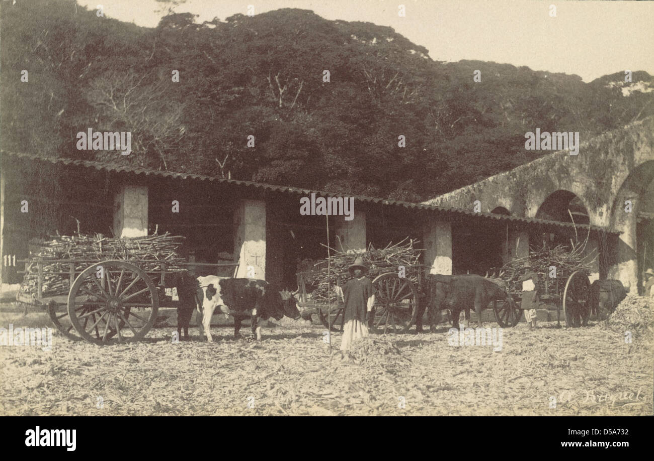 Transporting Sugar Cane Stock Photo
