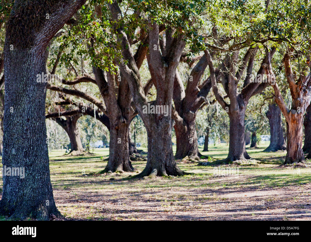 Oak Tree Grove High Resolution Stock Photography and Images Alamy