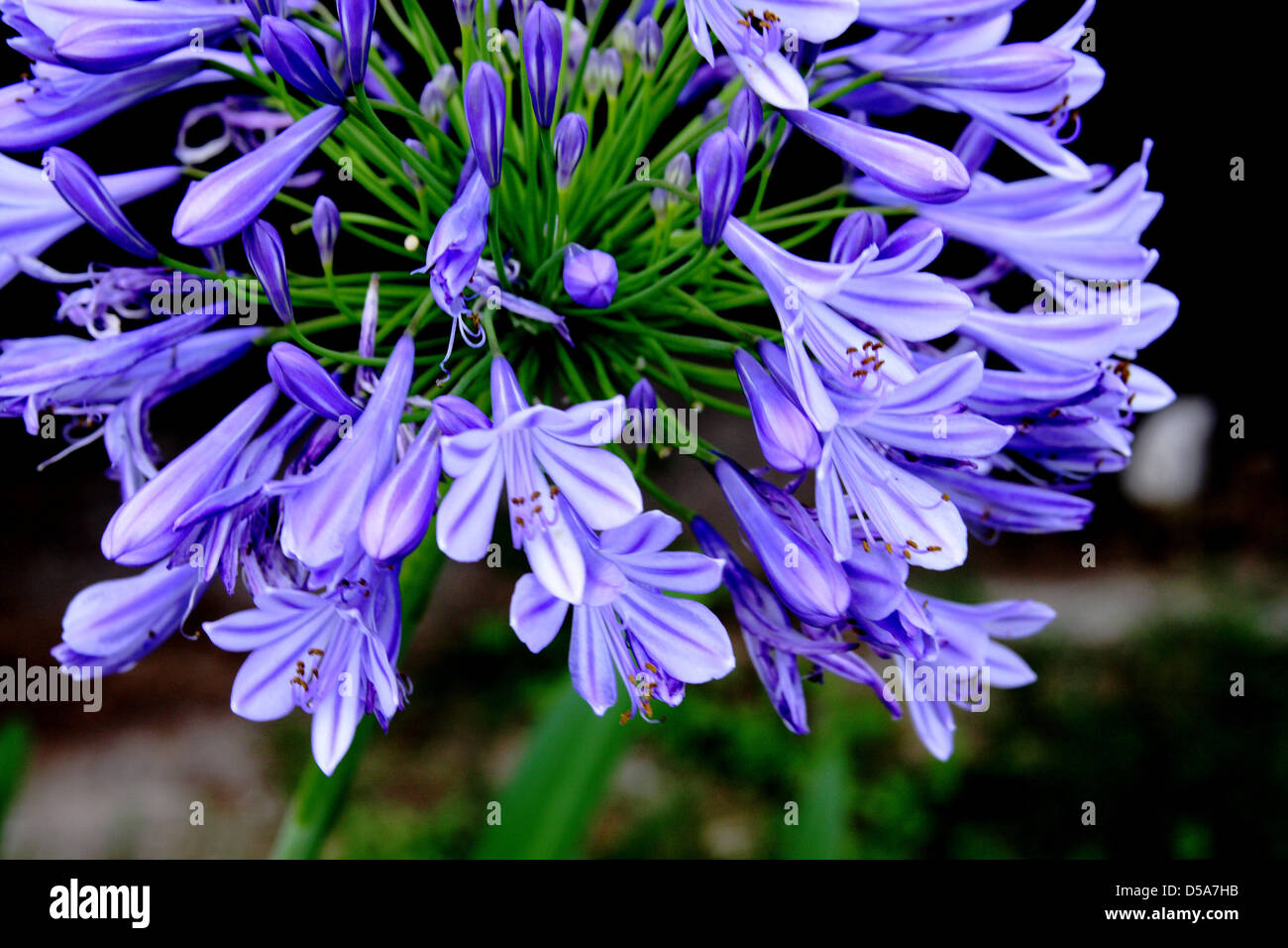Flower of the Agapanthus plant. Deep blue purple in color Stock Photo ...