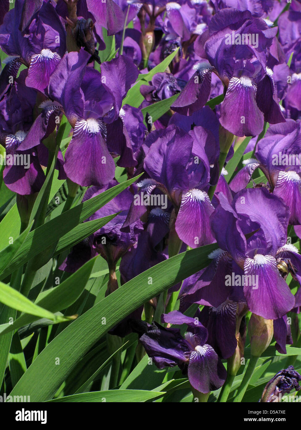 iris flowers Stock Photo