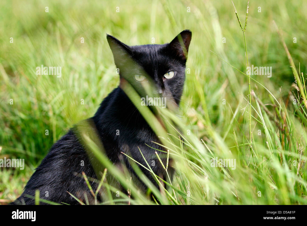 Black cat sitting in tall grass peers through blades Stock Photo Alamy