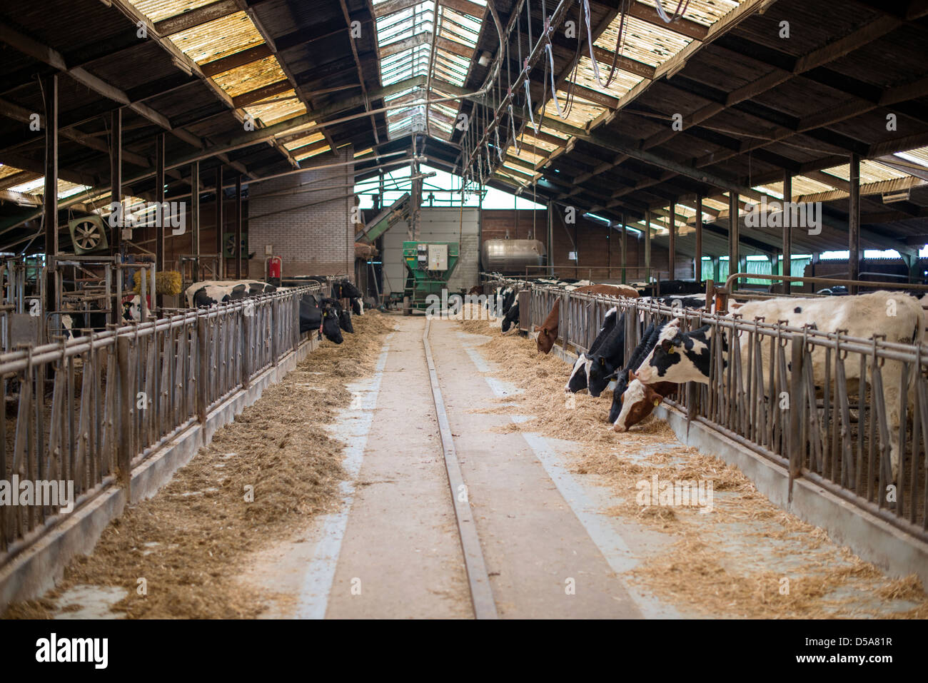Cow stall hires stock photography and images Alamy