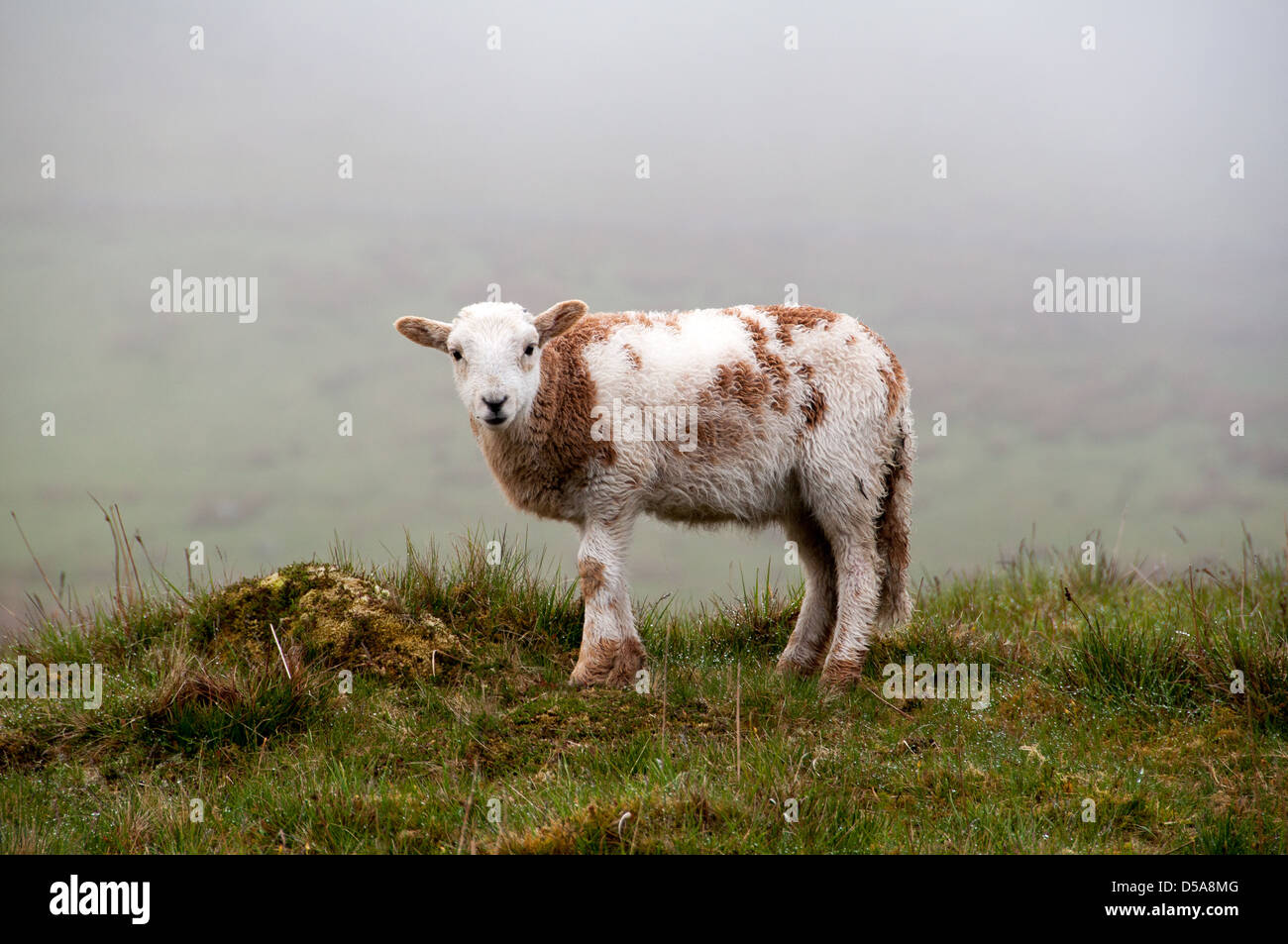 Sheep in Snowdon Stock Photo