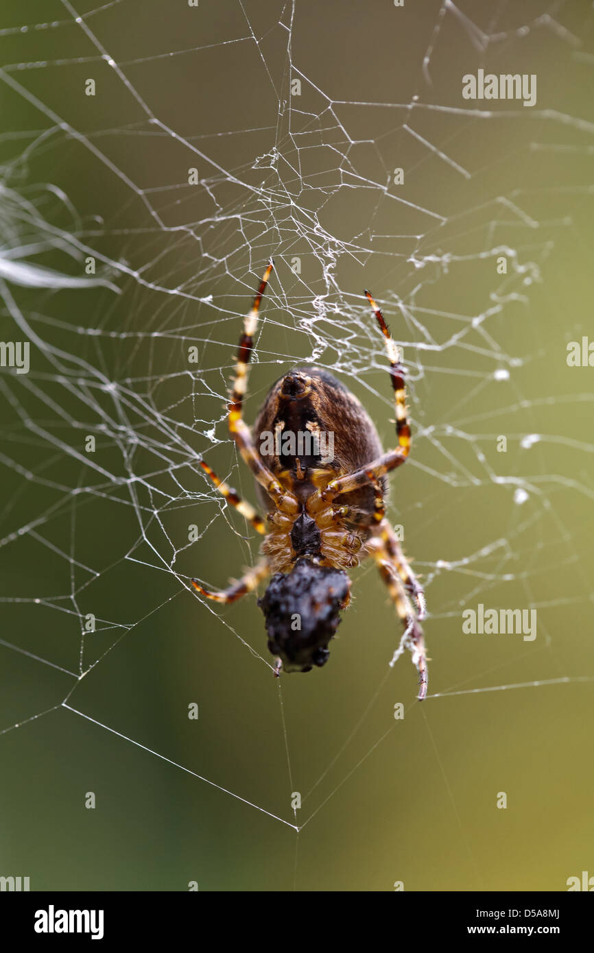Emden, Germany, a garden spider liquefied prey Stock Photo