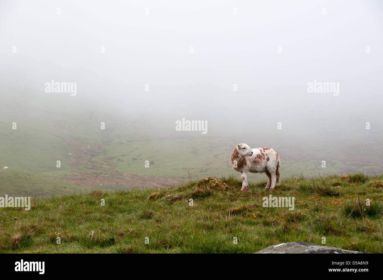 Sheep in Snowdon Stock Photo