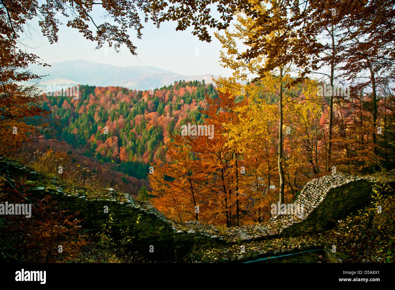 Pathway through colorful forest hi-res stock photography and images - Alamy