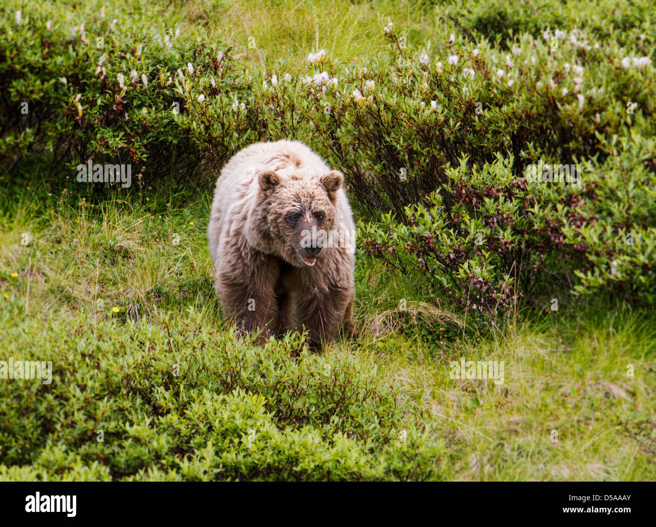 Grizzly bear (Ursus arctos horribilis), Thorofare Pass, Denali National Park, Alaska, USA Stock Photo