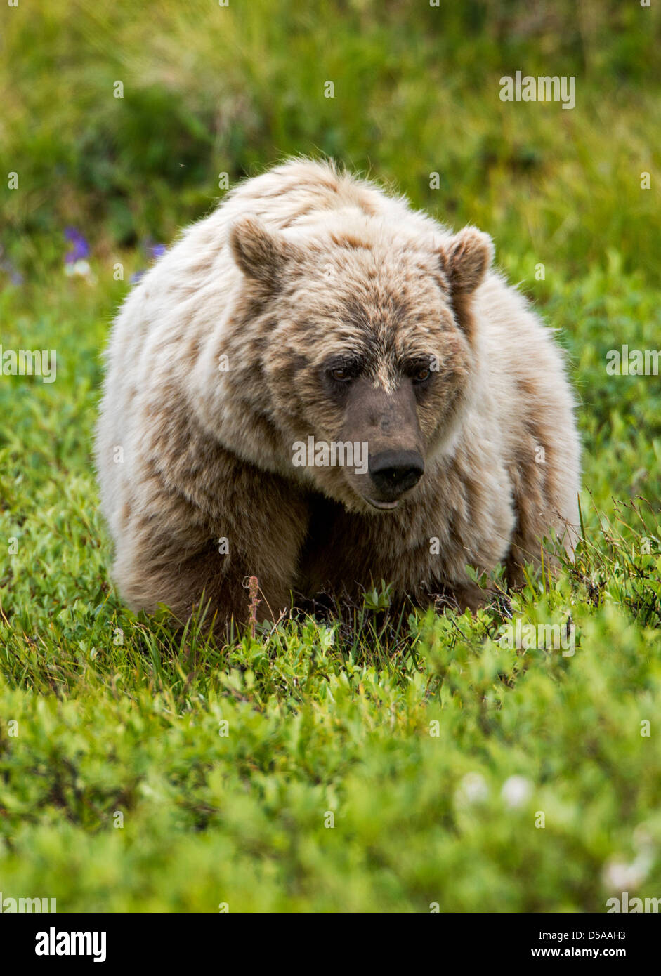 Grizzly bear (Ursus arctos horribilis), Thorofare Pass, Denali National Park, Alaska, USA Stock Photo