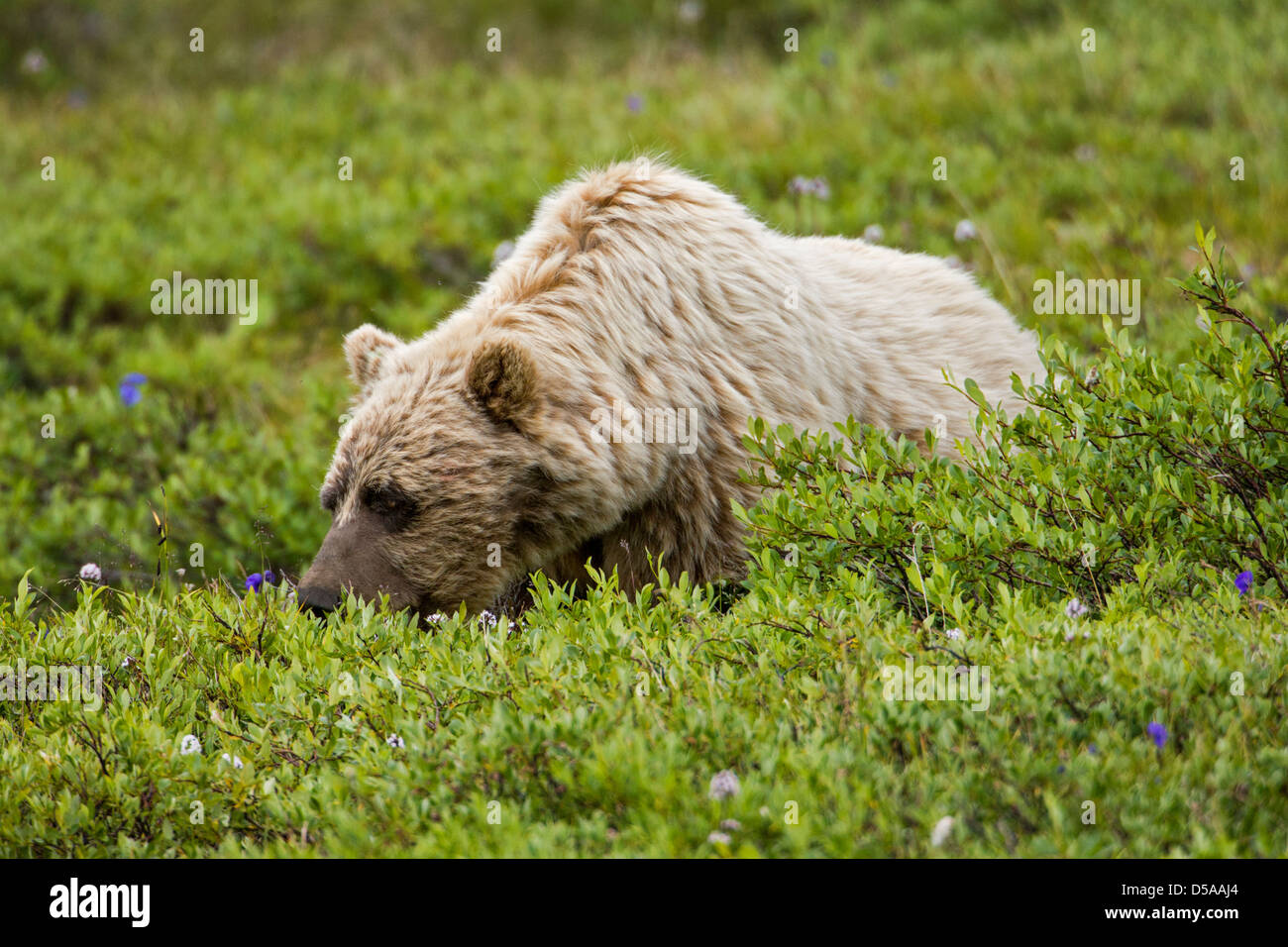 Grizzly bear (Ursus arctos horribilis), Thorofare Pass, Denali National Park, Alaska, USA Stock Photo