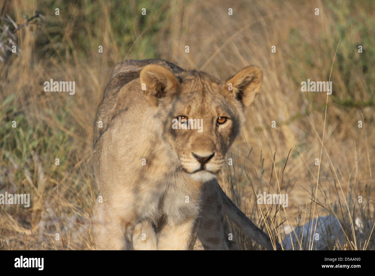 Female lion in Etosha National Park, Namibia, south Africa Stock Photo