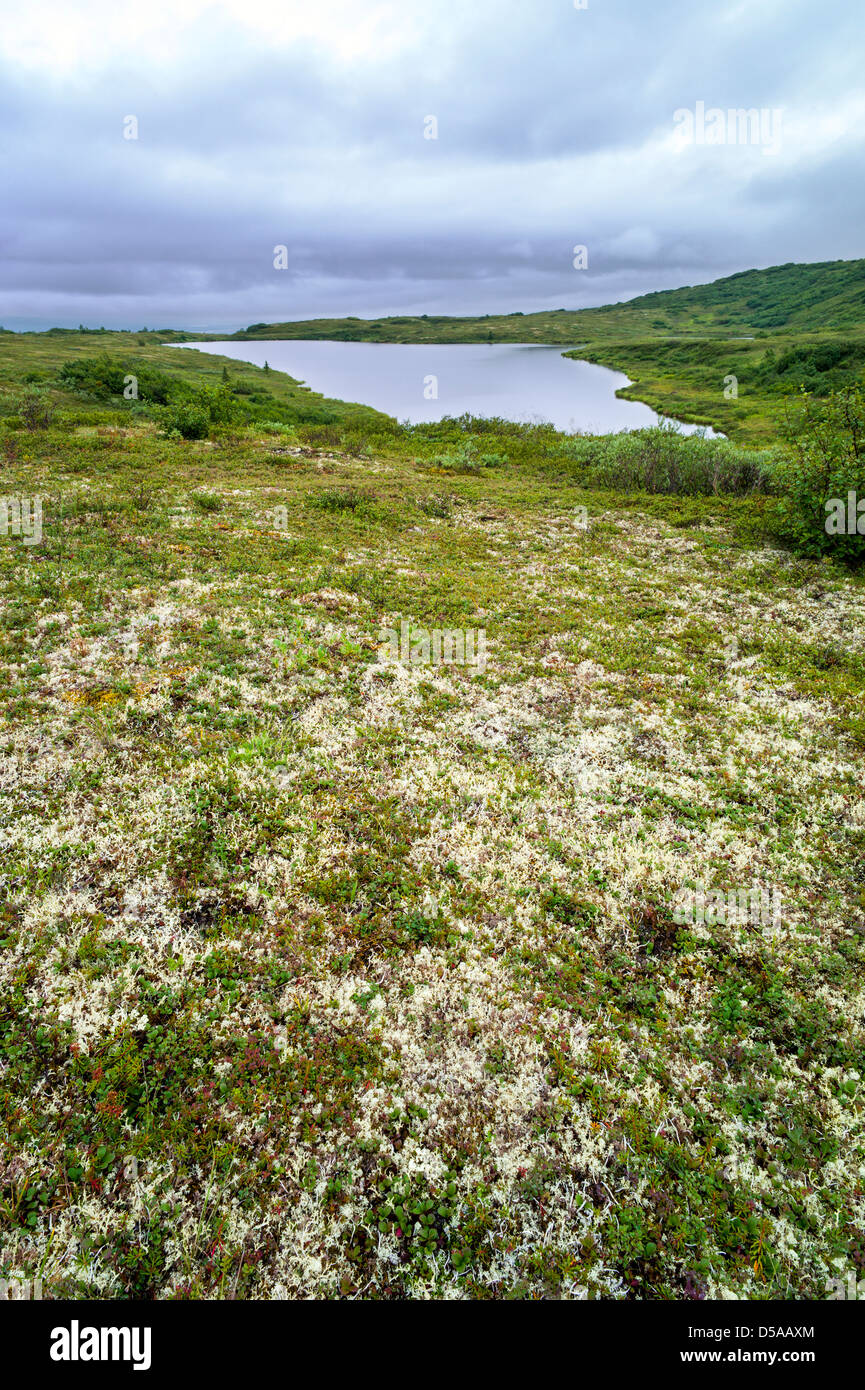 Lake, lichen and tundra, western section of Denali National Park, Alaska, USA Stock Photo