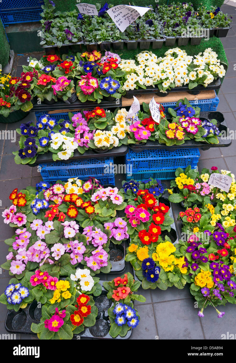 Display of spring flowers for sale within the Grainger indoor market Newcastle north east
