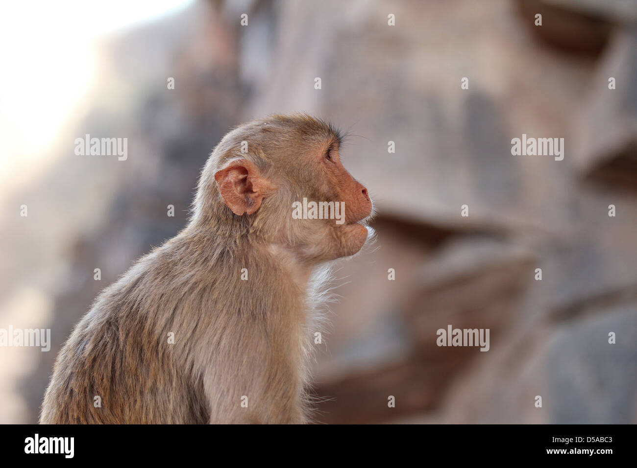 Rhesus monkey at the Galta monkey temple, Jaipur, Rajasthan, India ...