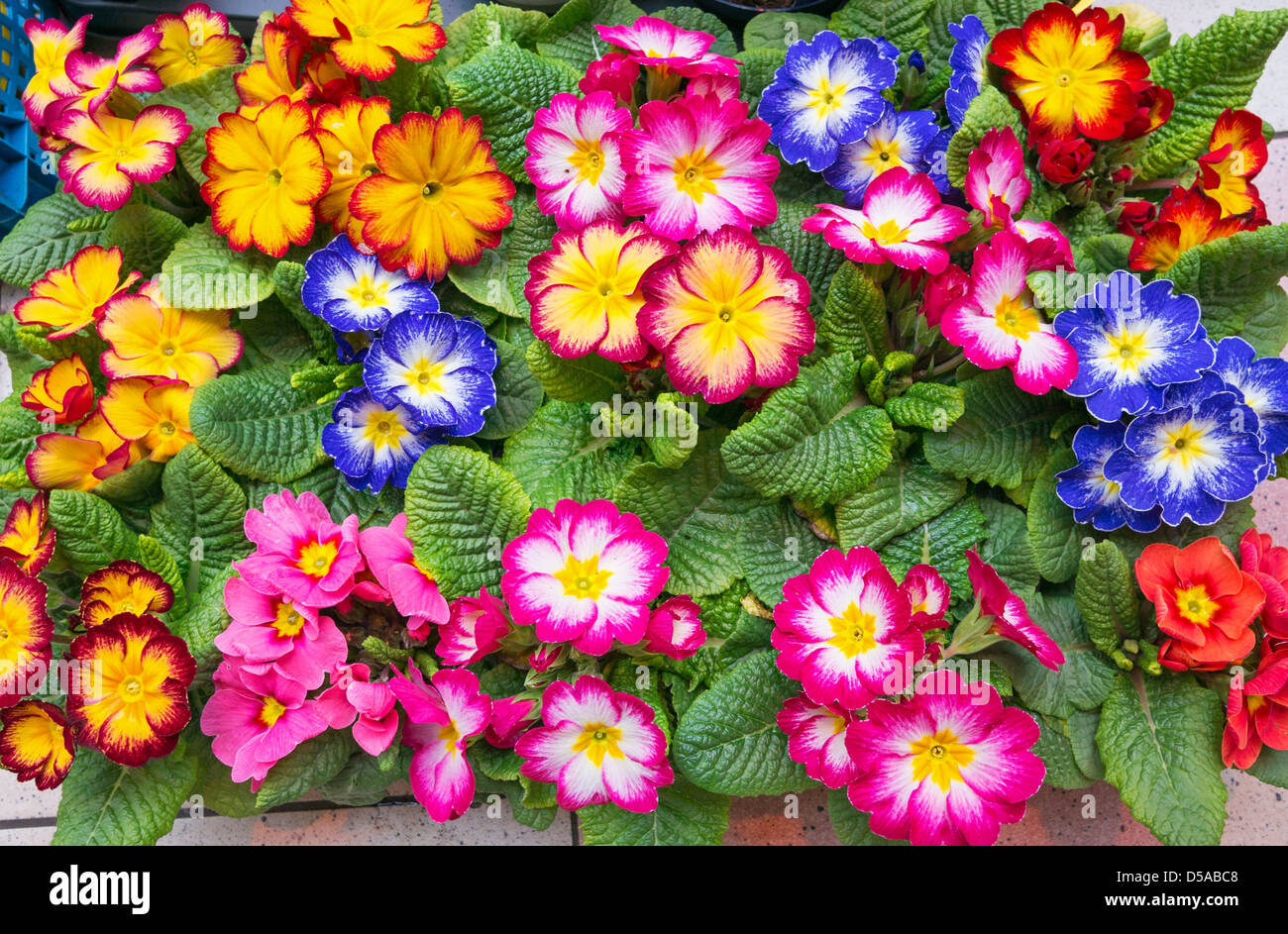 Display of spring flowers for sale within the Grainger indoor market Newcastle north east