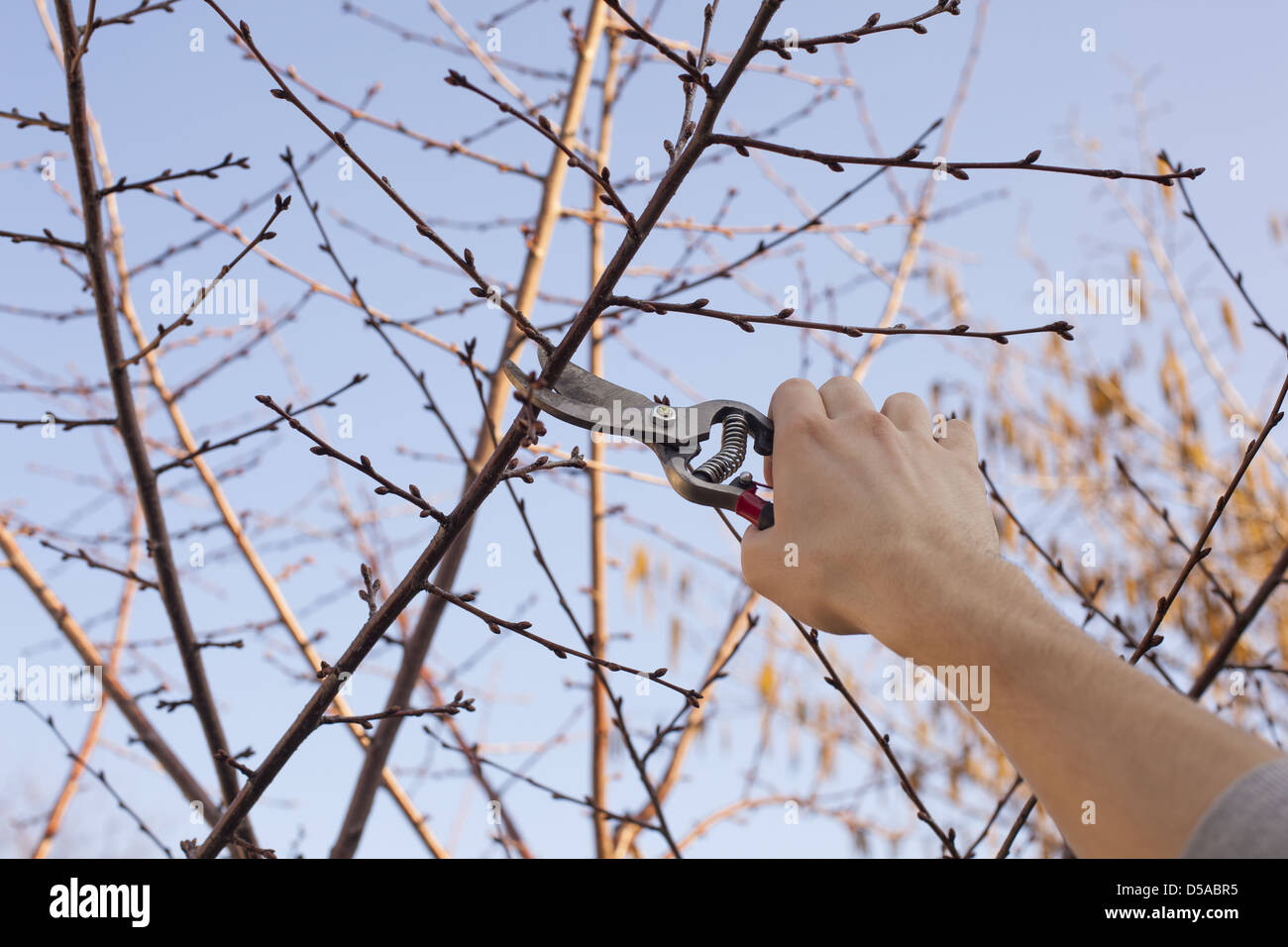 Pruning fruit tree hi-res stock photography and images - Alamy
