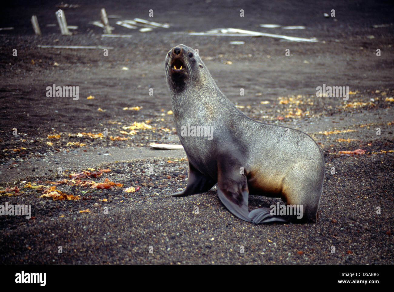 Deception Island Antarctica Antarctic Fur Seal Growling ( Arctocephalus Gazella ) Stock Photo