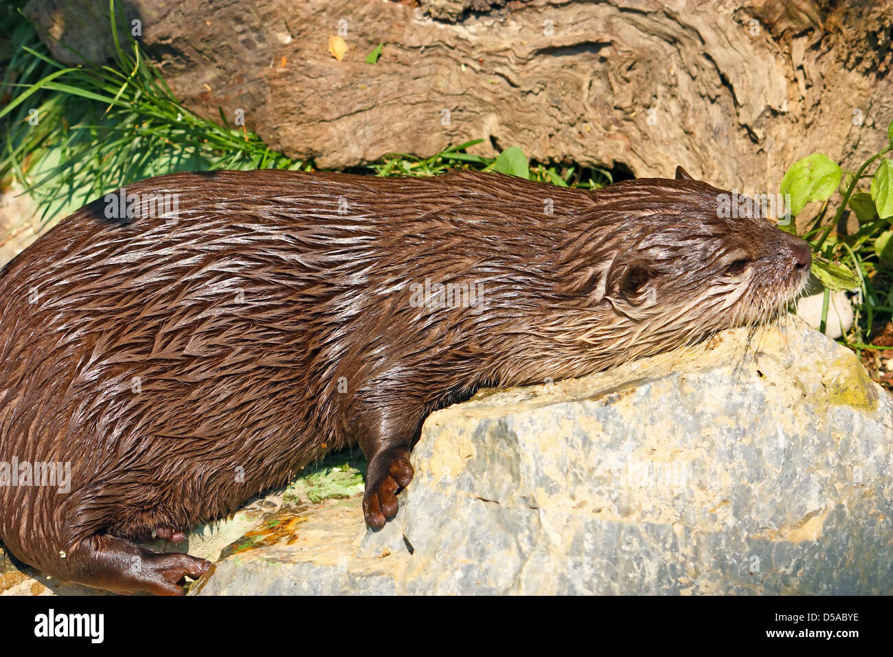 An oriental small-clawed otter taking a break after game Stock Photo