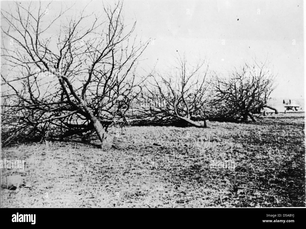 Entire orchards were chopped down when the German armies were driven