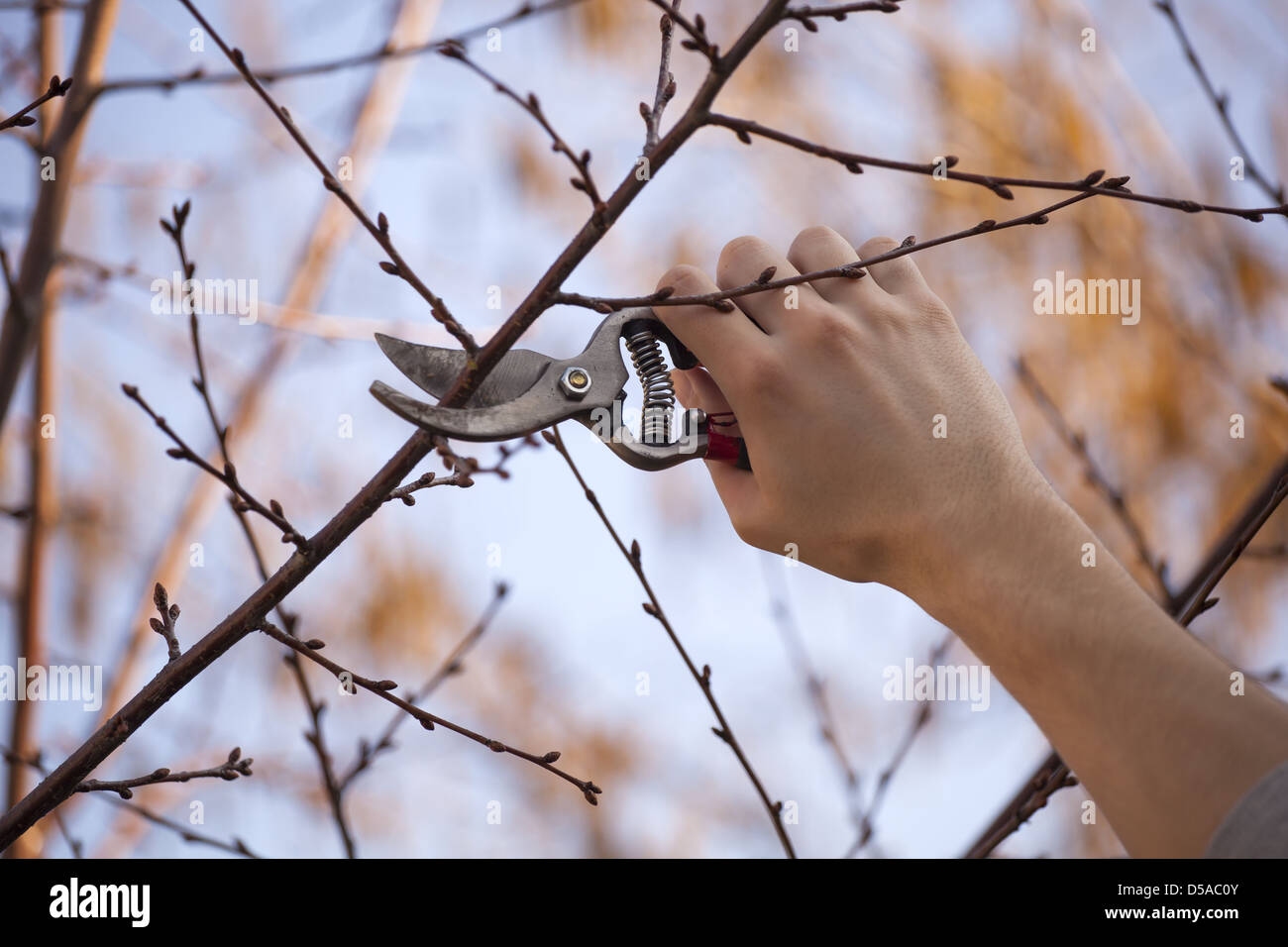 Pruning fruit tree cutting hi-res stock photography and images - Alamy