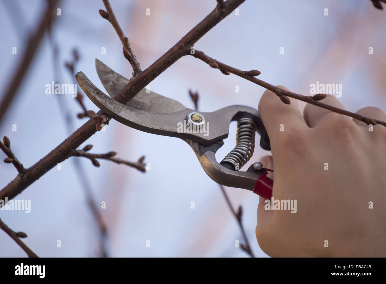 Pruning fruit tree cutting hi-res stock photography and images - Alamy