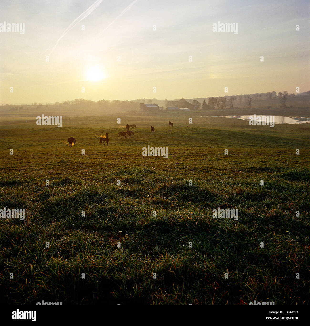 Pasture Morning Farm pasture with horses at sunrise on an early morning in misty foggy ...